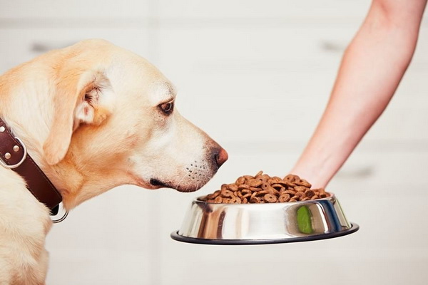 Kako da sprečite psa da halapljivo jede