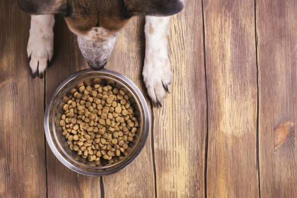 Kako da sprečite psa da halapljivo jede