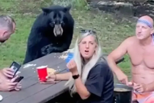Divlji crni medved se iznenada pridružio ljudima na pikniku