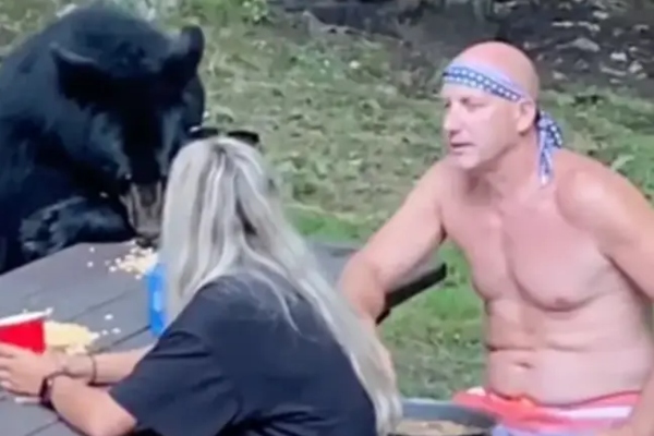 Divlji crni medved se iznenada pridružio ljudima na pikniku