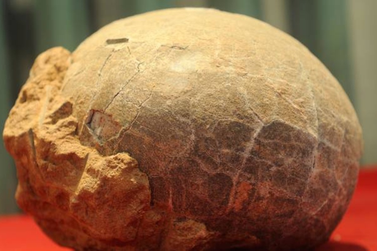 Savršeno očuvani embrion dinosaurusa otkriven u fosilizovanom jajetu