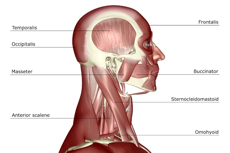 Naučnici identifikovali do sada nepoznati mišić na ljudskom telu