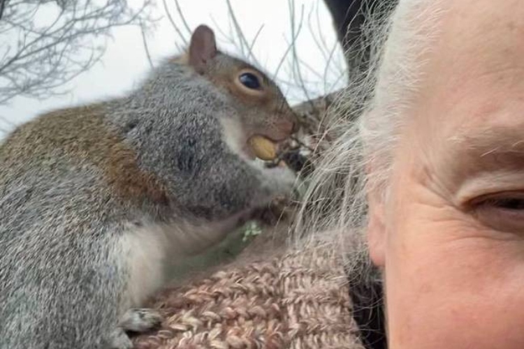 Veverica manijak terorisala velško selo više od petnaest dana