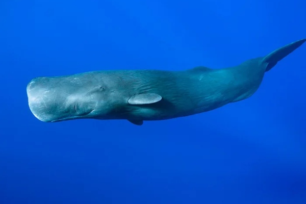 Policija zaplenila gotovo 8 kilograma skupocene povraćke kita