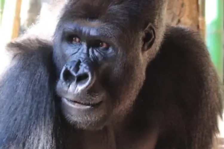 gorila-postala-potpuno-disfunkcionalna-zbog-pametnih-telefona