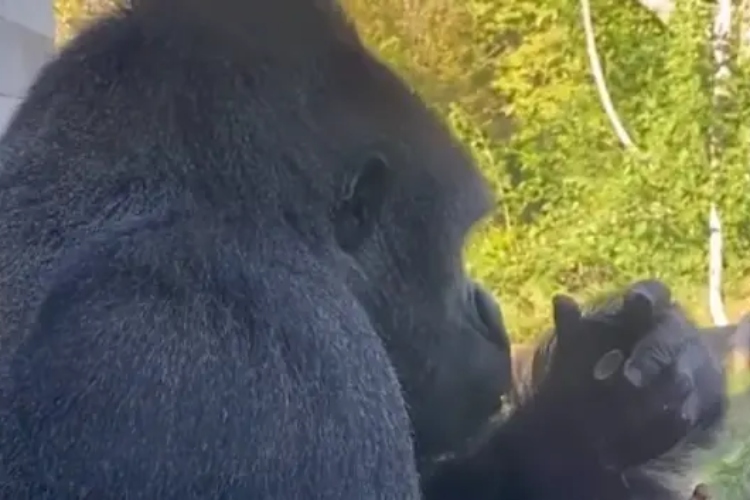 gorila-postala-potpuno-disfunkcionalna-zbog-pametnih-telefona