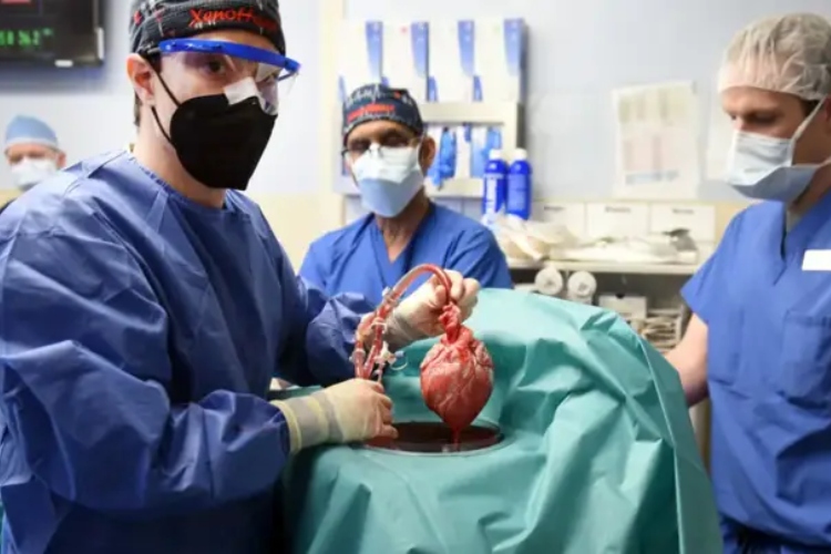 Uspešno izvršena prva transplantacija srca svinje u čoveka