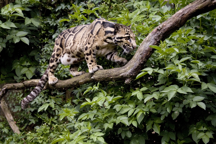 leopard-na-drvetu