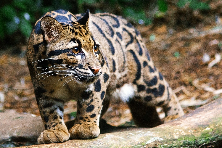 oblacasti-leopard-se-sunja-kroz-dzunglu-himalaja