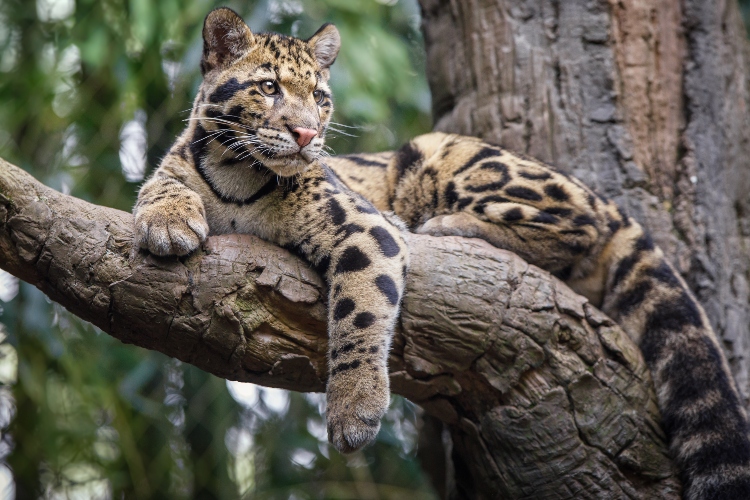 oblacasti-leopard-na-drvetu-u-himalajskoj-sumi