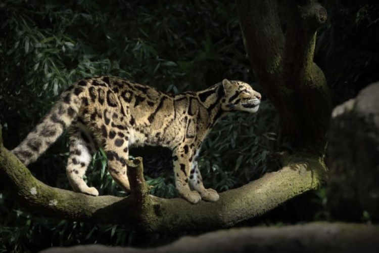oblacasti-leopard-u-krosnjama-himalajske-sume