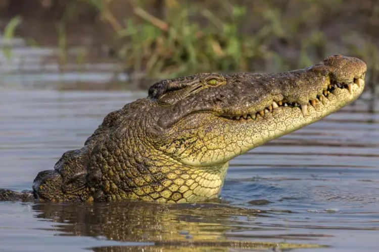 krokodil-izvire-iz-vode