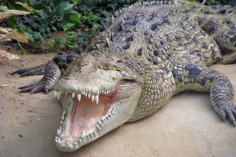 australijski-krokodil