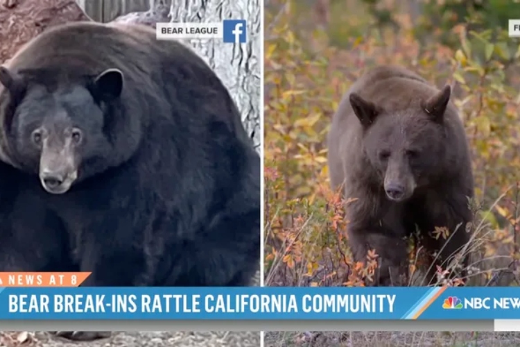kako-je-mrki-medved-postao-najtrazeniji-kriminalac-kalifornije