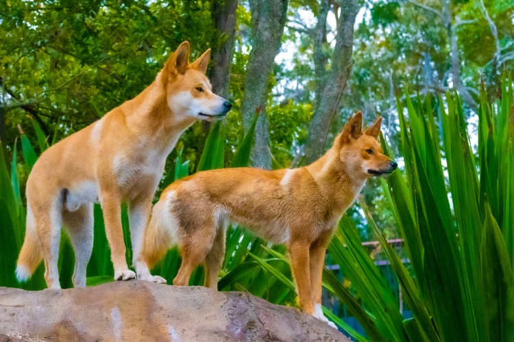 drevni-aboridzini-su-znali-da-je-dingo-dobar-pas-i-zato-su-ovu-vrstu-sahranjivali-kao-ljude