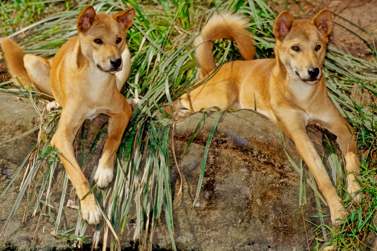 drevni-aboridzini-su-znali-da-je-dingo-dobar-pas-i-zato-su-ovu-vrstu-sahranjivali-kao-ljude-2