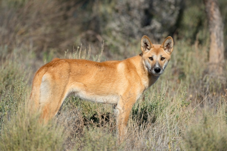 drevni-aboridzini-su-znali-da-je-dingo-dobar-pas-i-zato-su-ovu-vrstu-sahranjivali-kao-ljude-5