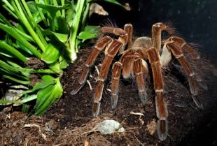 Golijat - najveći pauk sveta