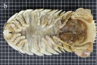U Meksičkom zalivu otkriveno novo čudovište iz mračnih dubina