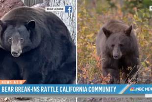 Kako je mrki medved postao najtraženiji kriminalac Kalifornije