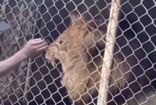 Dobio želju da pročačka lavu nos kroz ogradu i ostao bez prsta