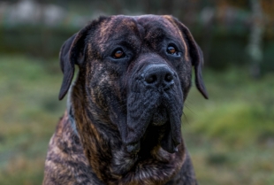Presa Canario - pas od kojeg zastaje dah
