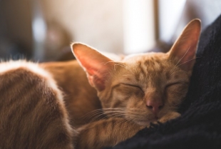 Kineski majstor tvrdi da smo pogrešno spavali ceo život — a njegova „jastuk tehnika“ navodno daje najbolji san ikad