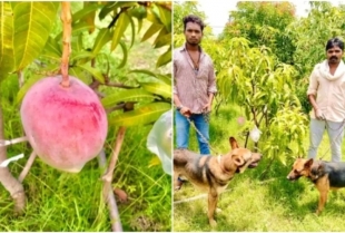 Farmeri u Indiji slučajno uzgojili najskuplji mango na svetu