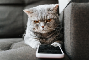 Predstavljen prvi pametni telefon za pse i mačke – i nije šala!