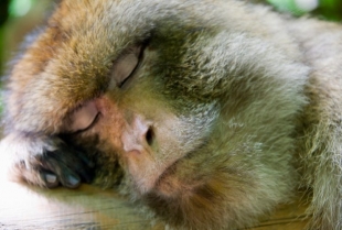 „Ukinite pomeranje sata“: sve više ljudi potpisuje peticiju zbog uticaja na zdravlje