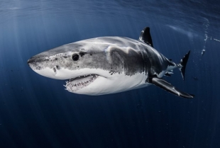 Naučnici upozoravaju: tragovi kokaina pronađeni u ajkulama – šta se zapravo dešava u morima?
