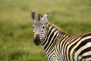 Gen Z se kune u „zebra metodu“: Naučnici tvrde da ovaj trik zaista može da ublaži mamurluk