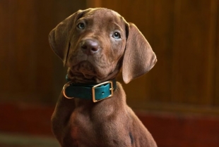 Netflix otkrio prve kadrove serije „Scooby-Doo: Origins“ i vraća nas na početak najveće misterije